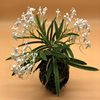 neofinetia falcata Kishuu Sekko州州雪虎 